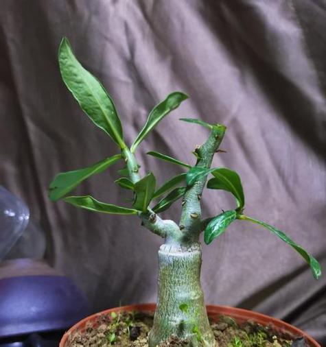 玫瑰花修剪的最佳时机是什么时候？如何正确剪枝？