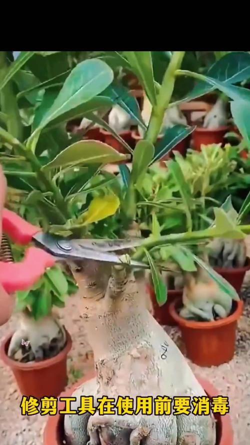 玫瑰花修剪的最佳时机是什么时候？如何正确剪枝？