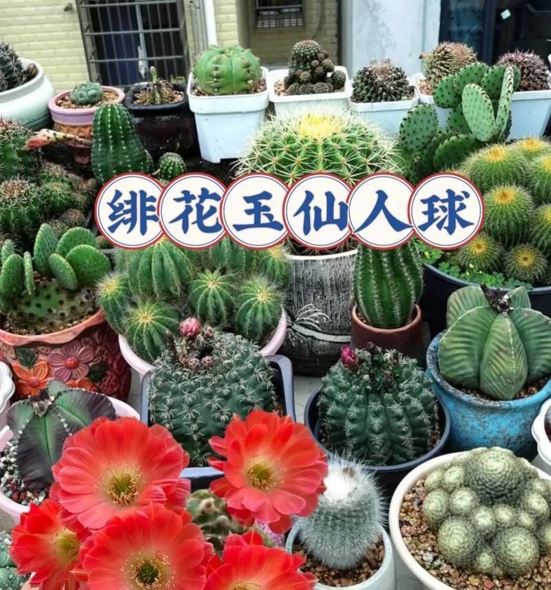 仙人球通常在一天中的哪个时段开花？影响开花时间的因素有哪些？