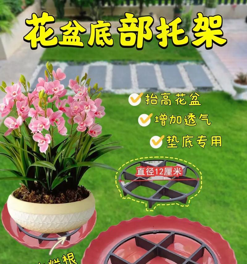 君子兰积水闷根导致黄叶的解决办法？