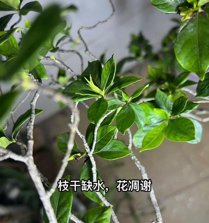 君子兰积水闷根导致黄叶的解决办法？