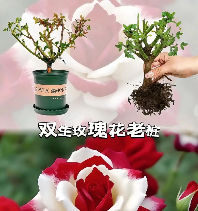 耐寒雪玫瑰花品种的特性及养护方法是什么？