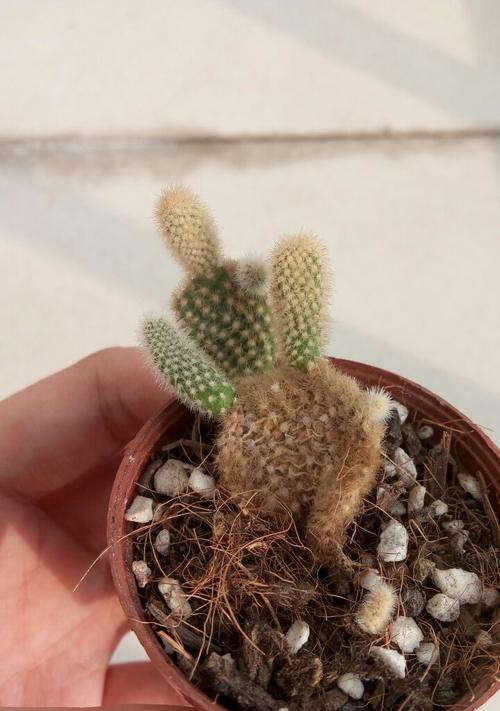 仙人掌折断后如何进行养护？