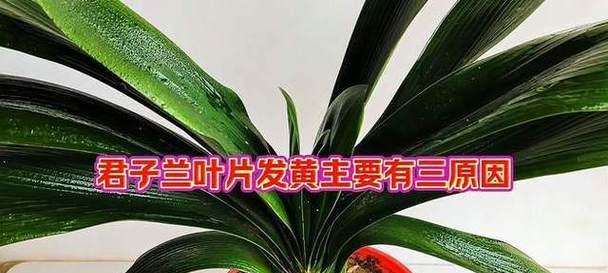 君子兰盆栽叶片发黄如何解决？