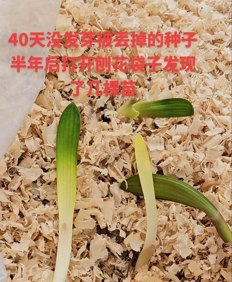君子兰盆栽叶片发黄如何解决？