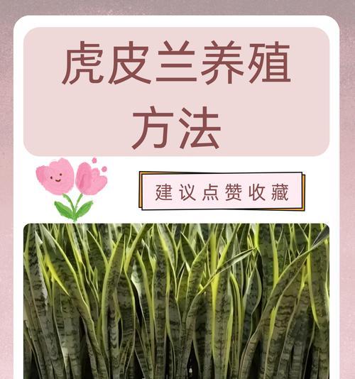 虎纹君子兰种子发芽需要多长时间？