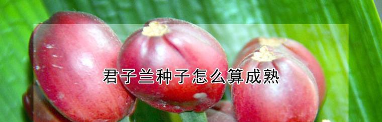 虎纹君子兰种子发芽需要多长时间？