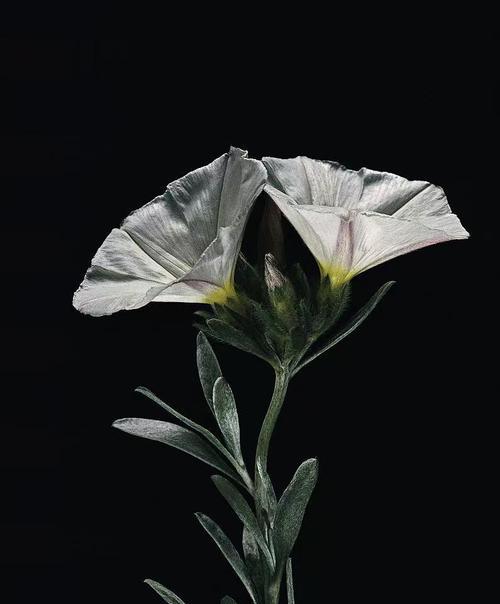 白月光花语代表了怎样的情感？