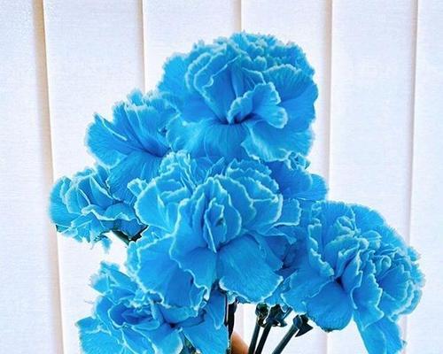 蓝色康乃馨的花语有何寓意？