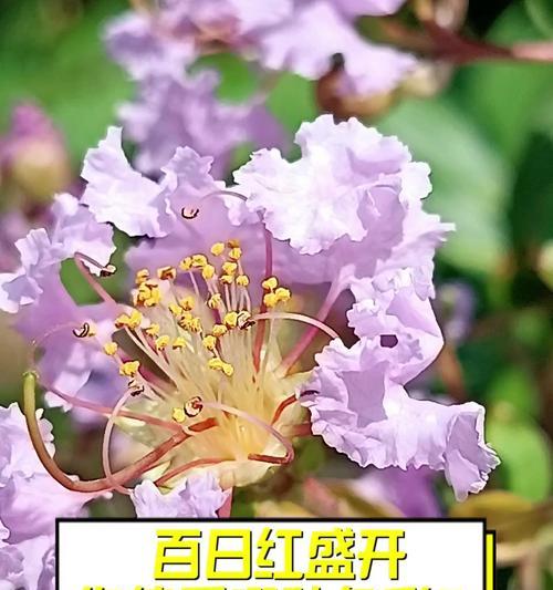 极致偏爱的花语是什么意思？哪种花代表极致偏爱？