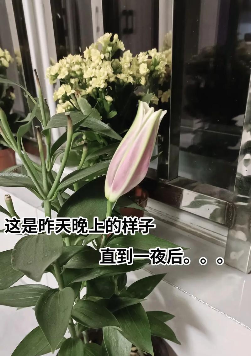 求合的花语有哪些？