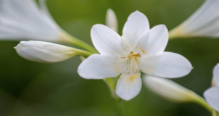 换锦花的花语有何特别之处？它代表了什么？