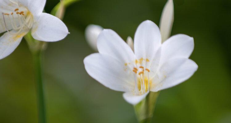 换锦花的花语有何特别之处？它代表了什么？