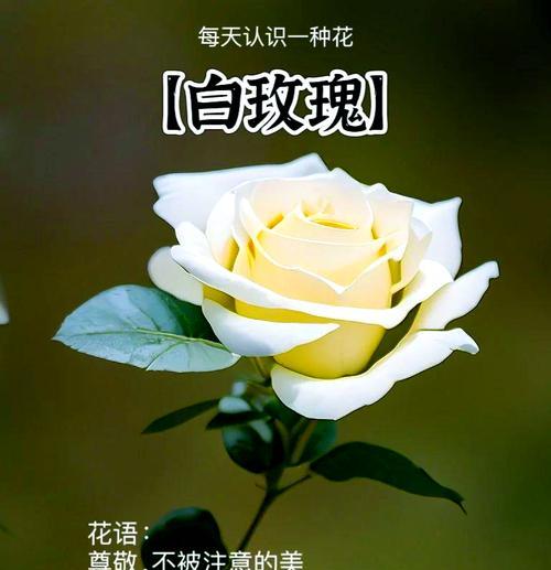 讽刺自己的爱情用什么花语表达？哪种花代表自我讽刺？