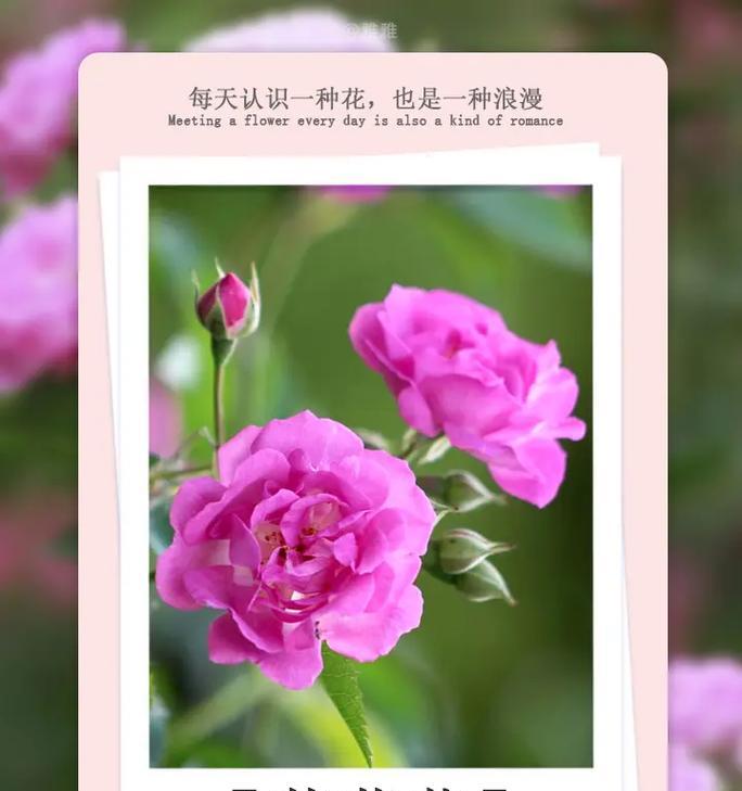 讽刺自己的爱情用什么花语表达？哪种花代表自我讽刺？