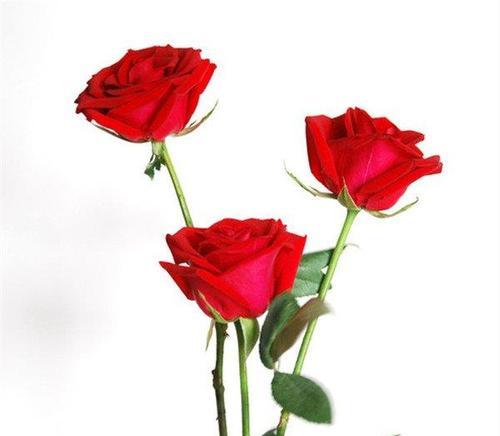 玫瑰花的花语在仙桃话中代表什么？