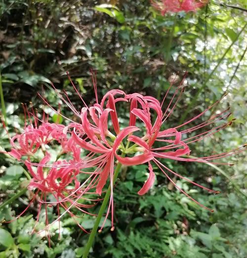 夏日叶子花的花语是什么？代表什么意义？