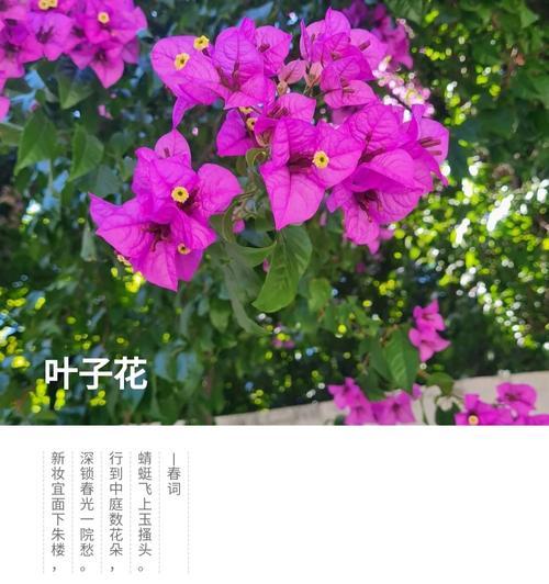 夏日叶子花的花语是什么？代表什么意义？