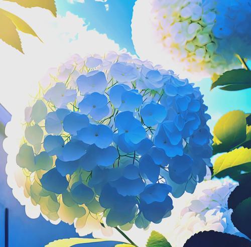 绣球花代表什么？绣球花的花语是什么？