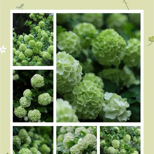 绣球花代表什么？绣球花的花语是什么？