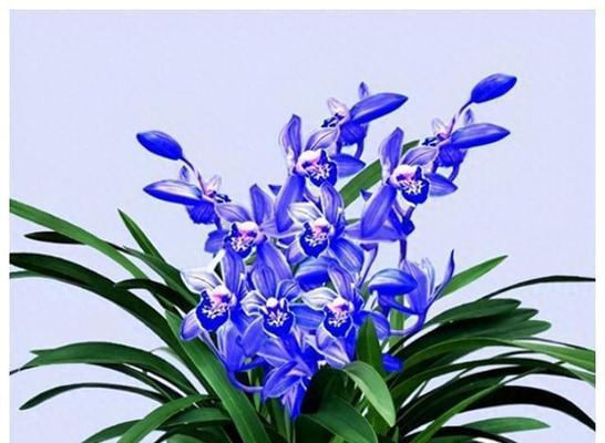 建兰的花语和寓意有何特别之处？