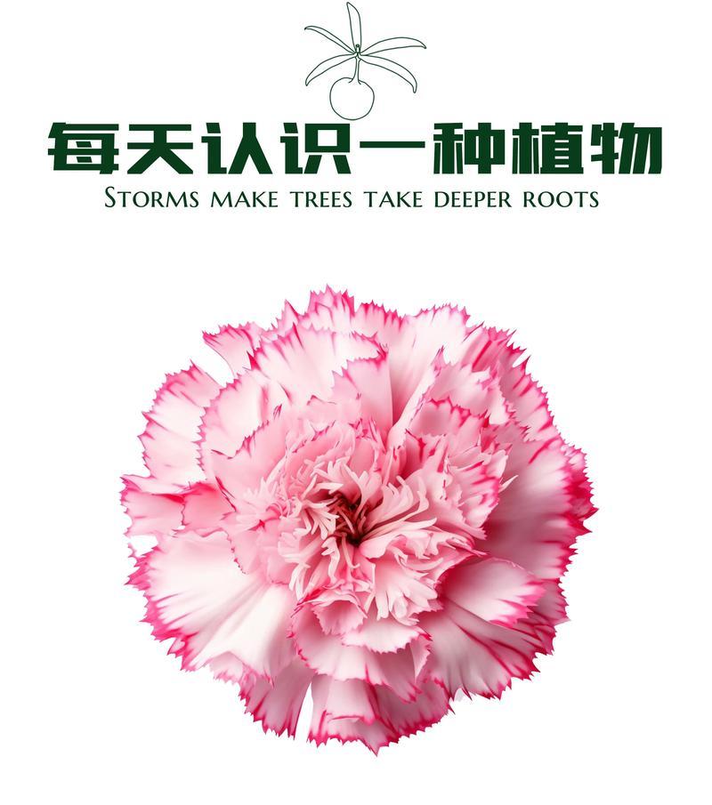 须苞石竹花语代表什么含义？
