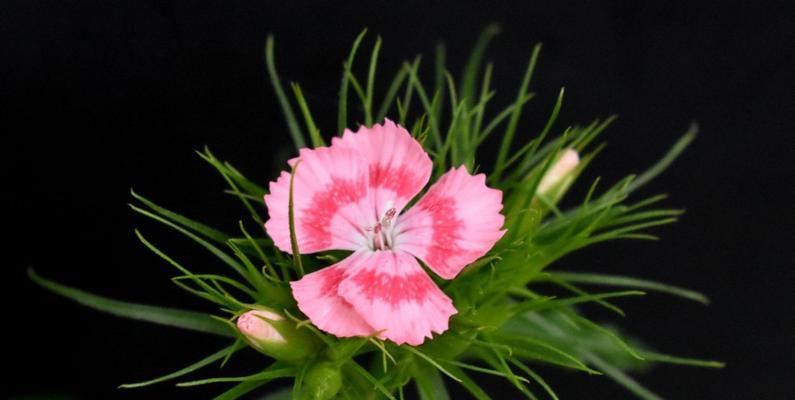 须苞石竹花语代表什么含义？