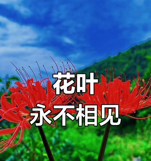 什么花语代表着永不再见？