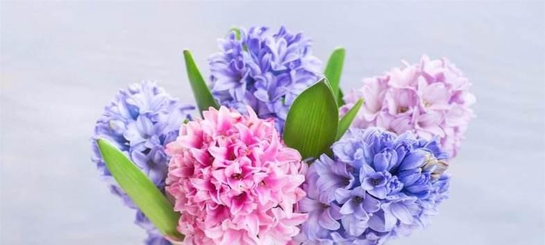 粉风信子象征着什么？它的花语有哪些？