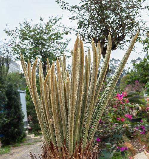 铁树开花象征着什么？