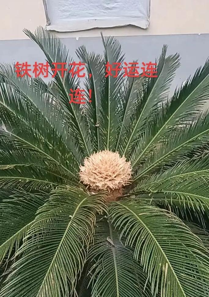 铁树开花象征着什么？