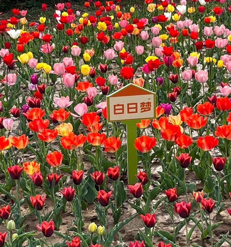 朗诵郁金香的花语是什么？如何理解？