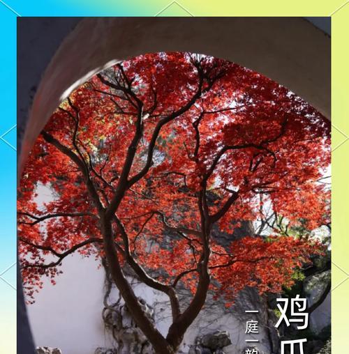 五爪槭的寓意和花语是什么？它有什么特别的含义？