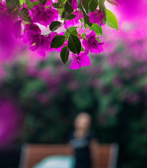 哪种花代表苦涩的爱情？它的花语是什么？