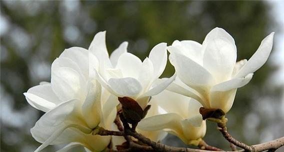 道具玉兰的花语代表了什么？