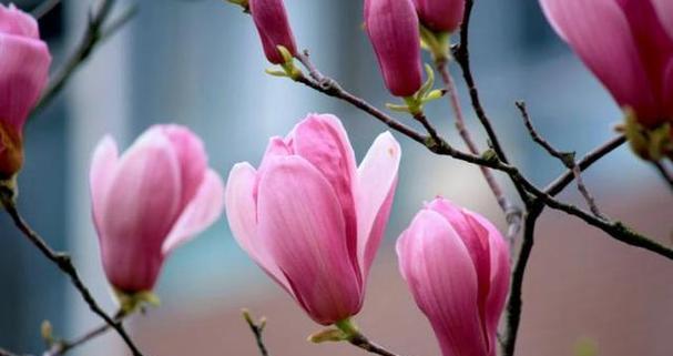 道具玉兰的花语代表了什么？
