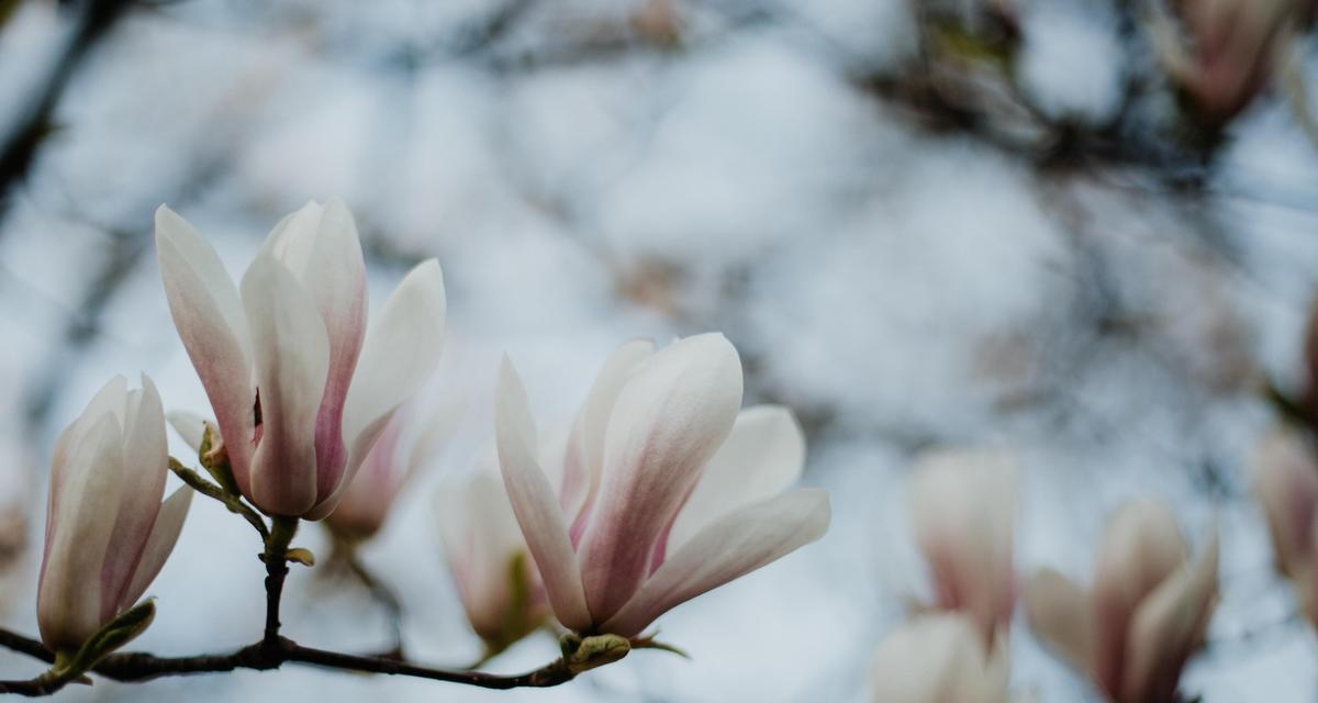道具玉兰的花语代表了什么？