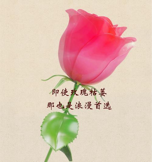 不被珍藏的花语表达了哪些情感？