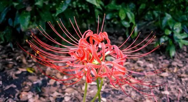 花语中独爱孤儿代表哪种花？这种花的寓意是什么？