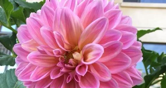 哪种花代表背叛？它的花语是什么？