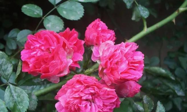 哪种花代表背叛？它的花语是什么？