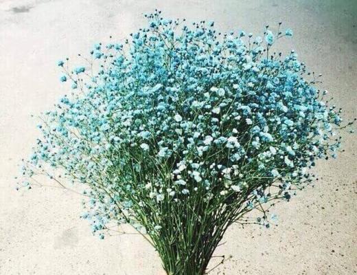 永生的挚爱花语有何深层含义？