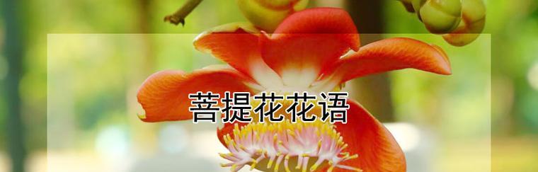 道具陌生的花语有何含义？这种花语代表什么？