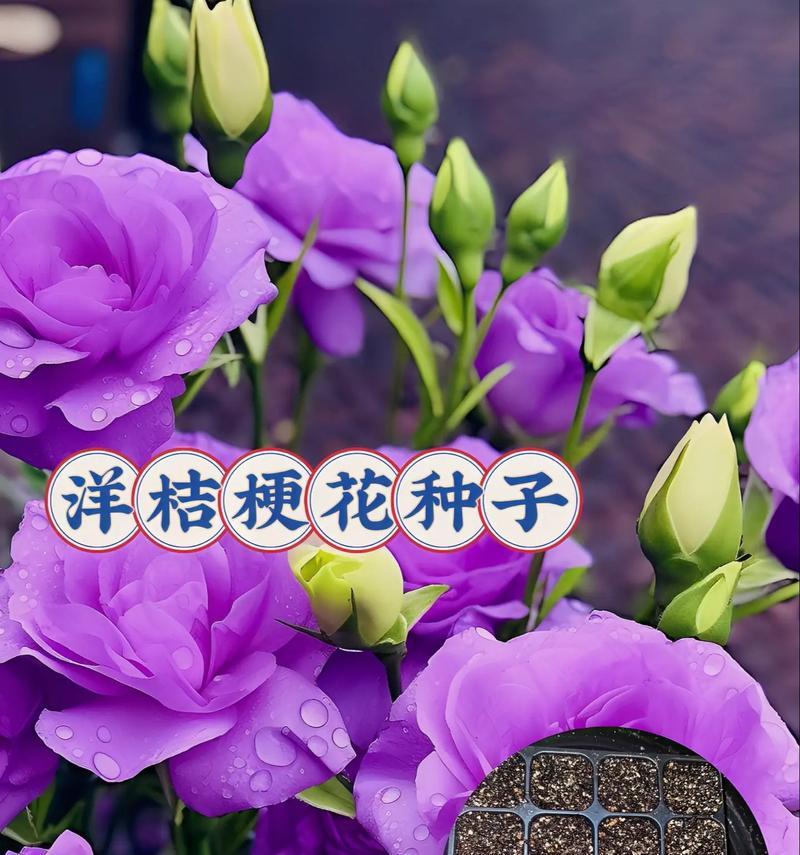 紫色洋桔梗花语是什么？