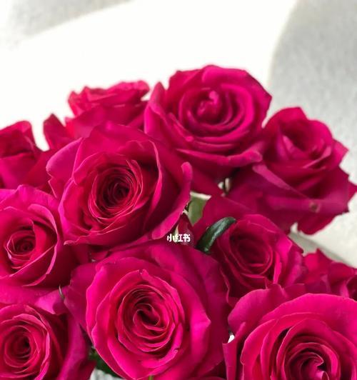 弗洛伊德花语是什么意思？一朵花代表什么？