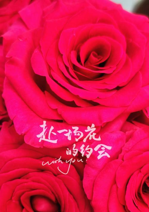 弗洛伊德花语是什么意思？一朵花代表什么？