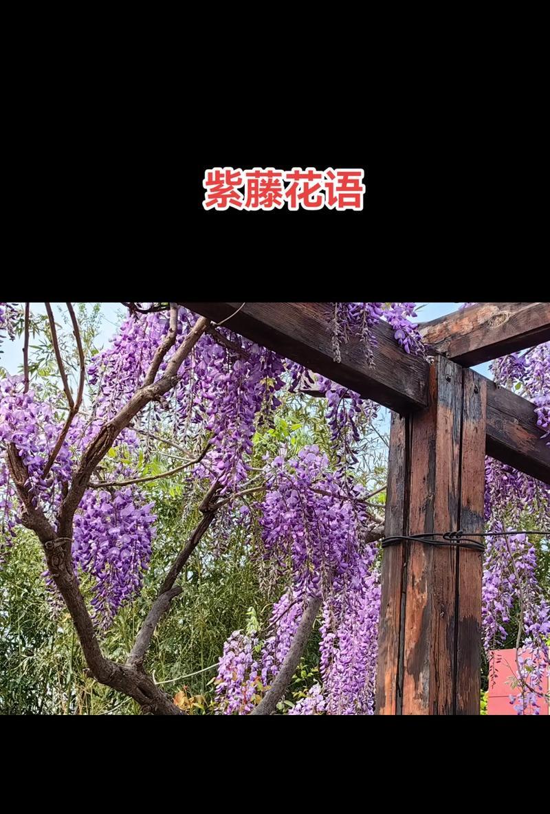 紫藤花语绿意盎然代表什么？道具紫藤的花语是什么？