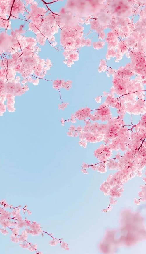 樱花友谊的花语是什么？樱花代表的友情有哪些深层含义？