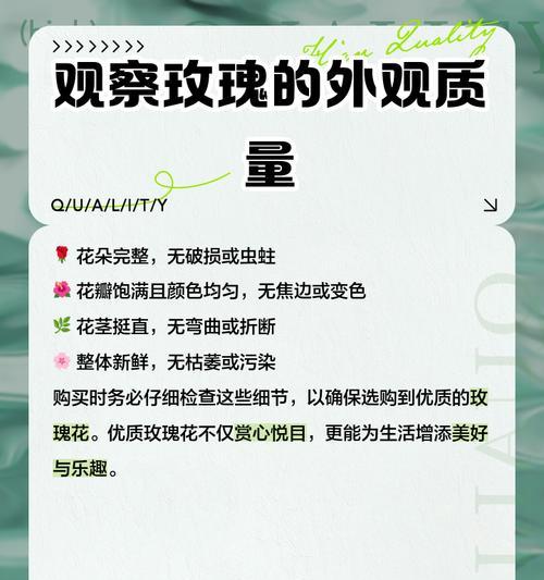 玫瑰花的含义中包含了哪些品质？它们各自代表什么？