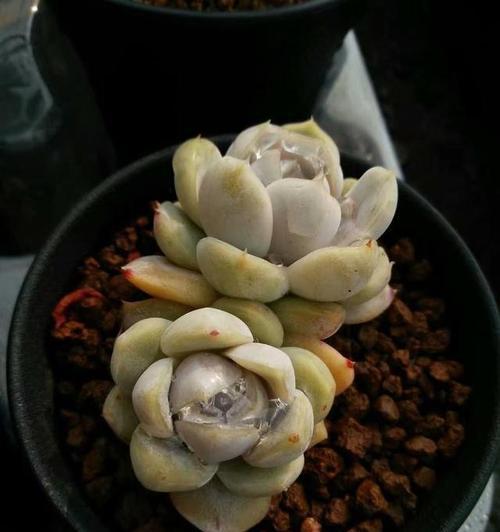 护花神灌根的效果和使用方法是什么？